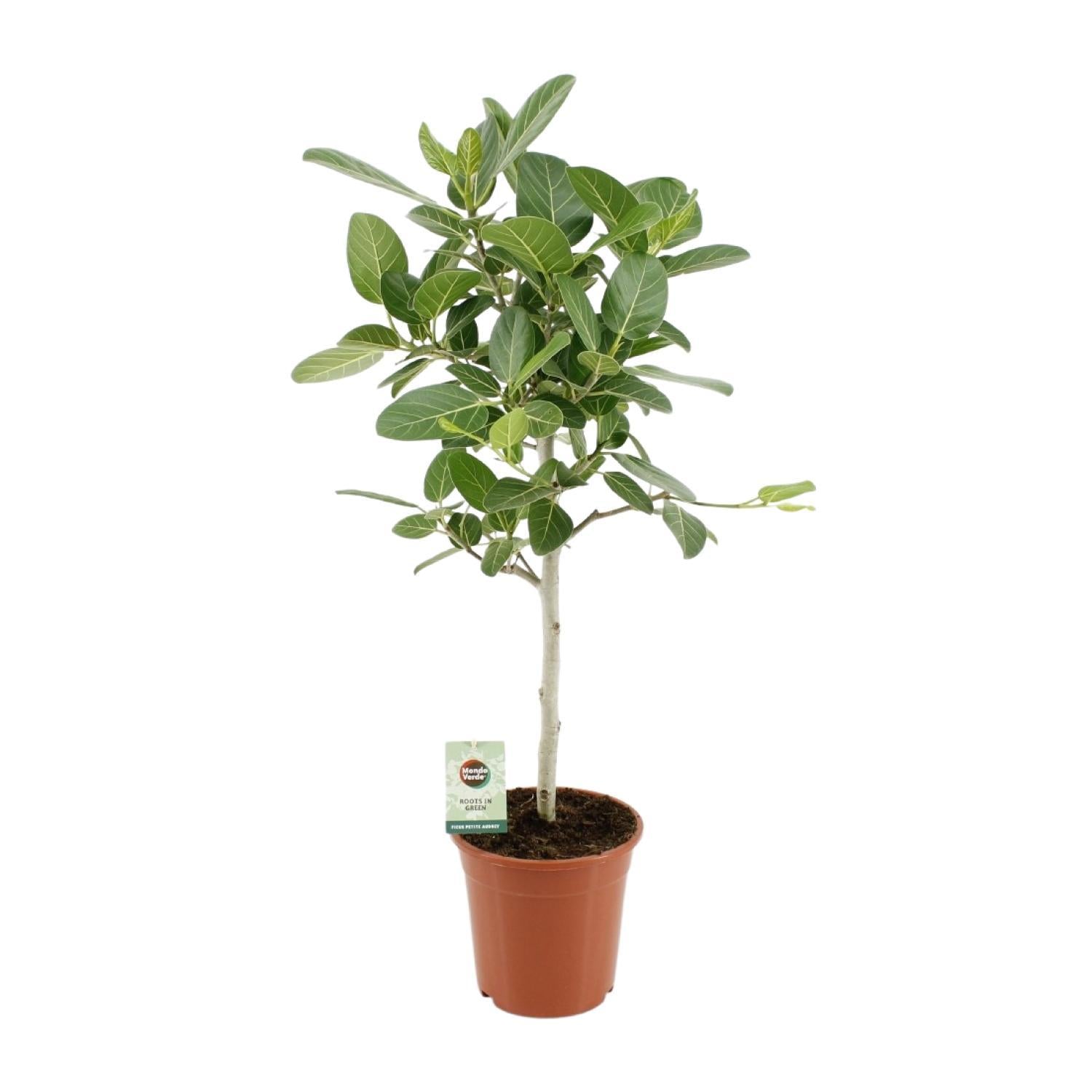 Ficus Benghalensis Petite Audrey - Ø21cm - ↕95cm