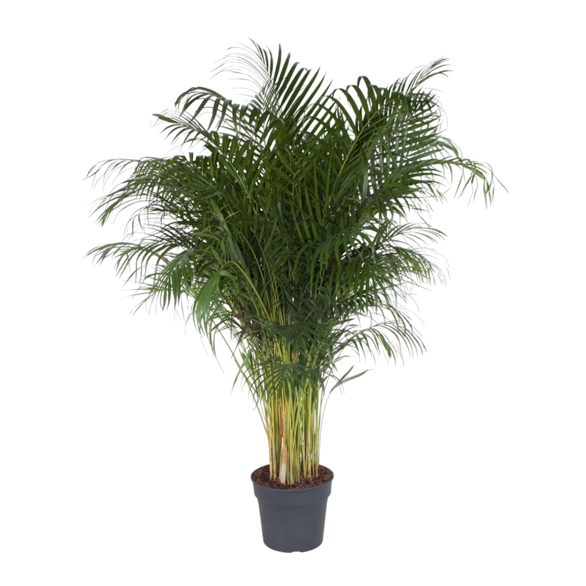 Dypsis Lutescens – 200 cm – ø34 - Goldfruchtpalme