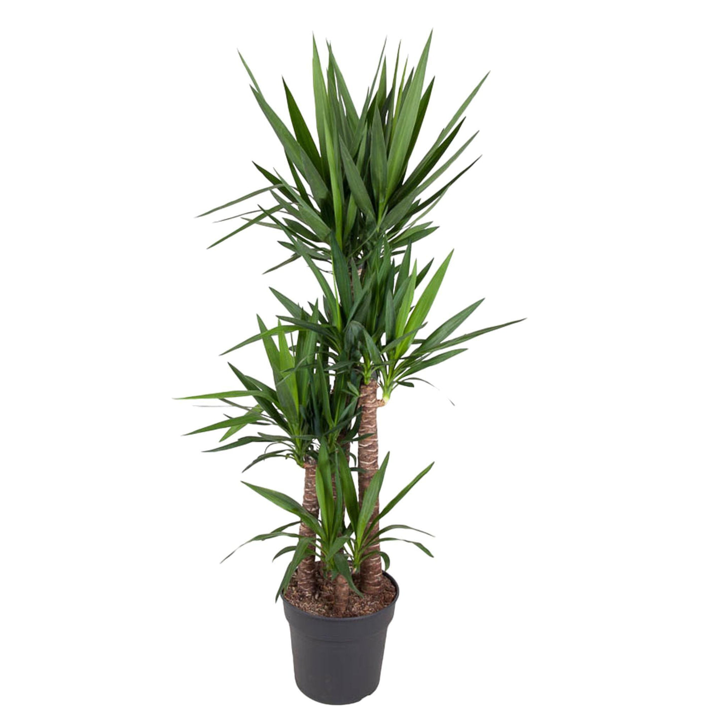 Yucca Elephantipe - 180 cm - ø34 - Palme