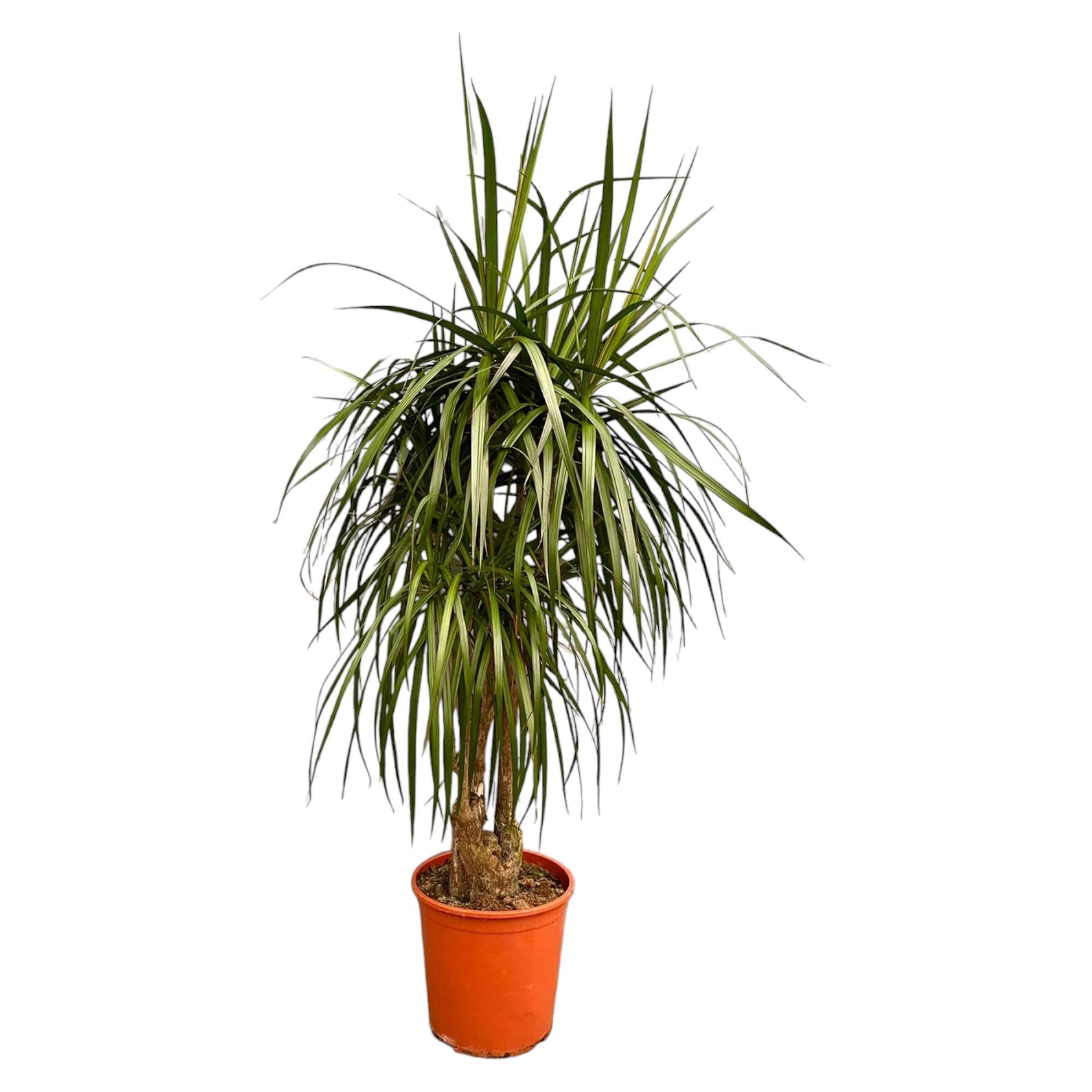 Dracaena Anita Variegata – 190 cm