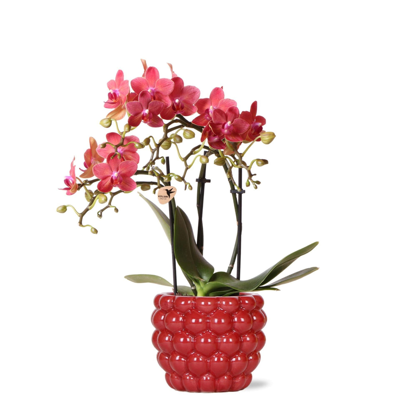 Kolibri-Orchideen | rote Phalaenopsis-Orchidee - Kongo + Beeren-Zierto