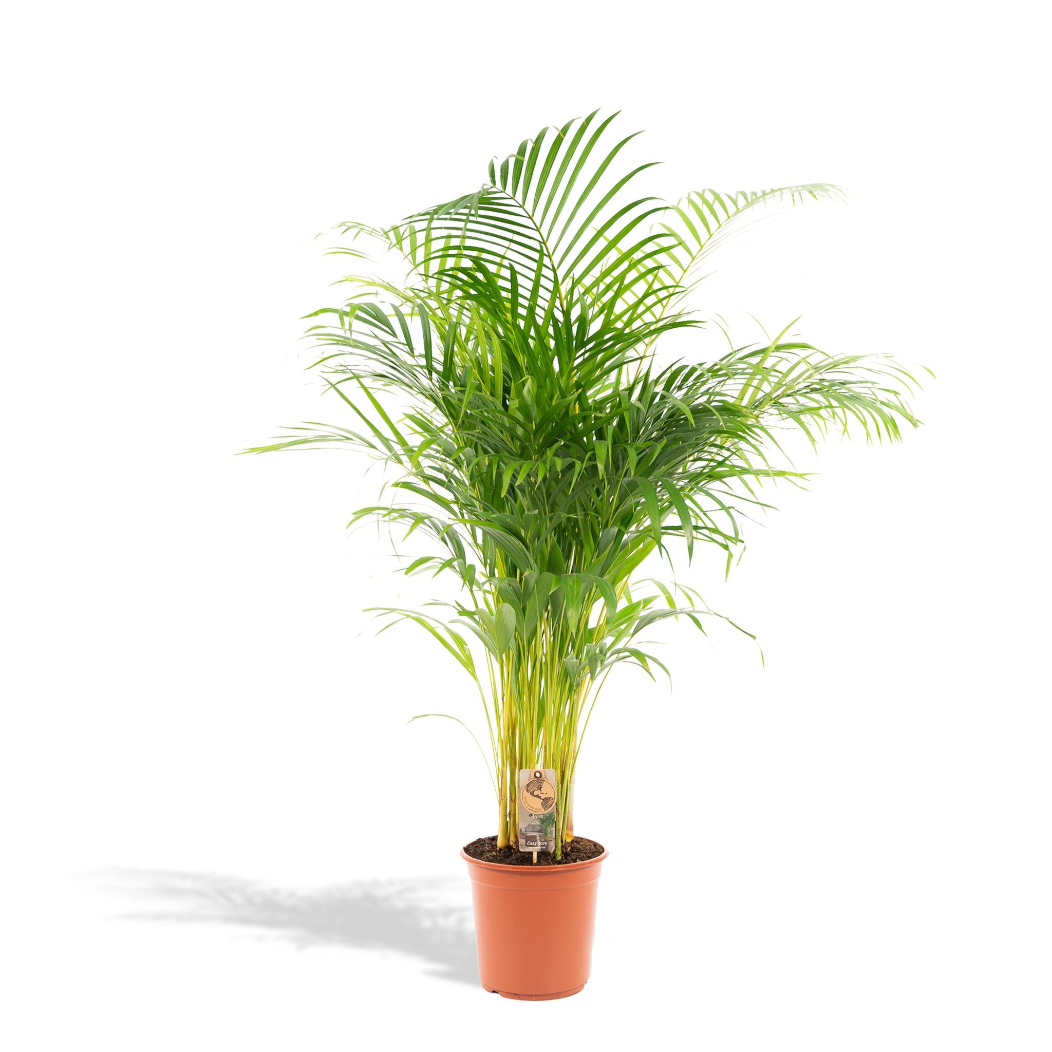 Areca-Palme – Ø24cm – ↕130cm