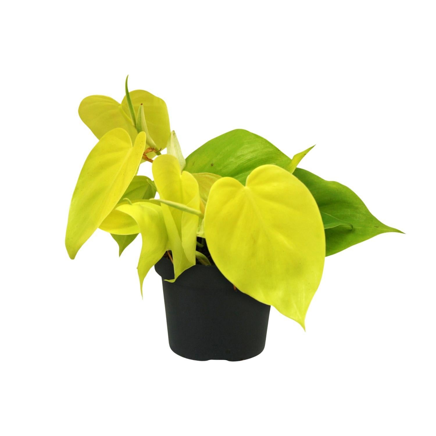 Philodendron-Limette - Ø12cm - ↕20cm