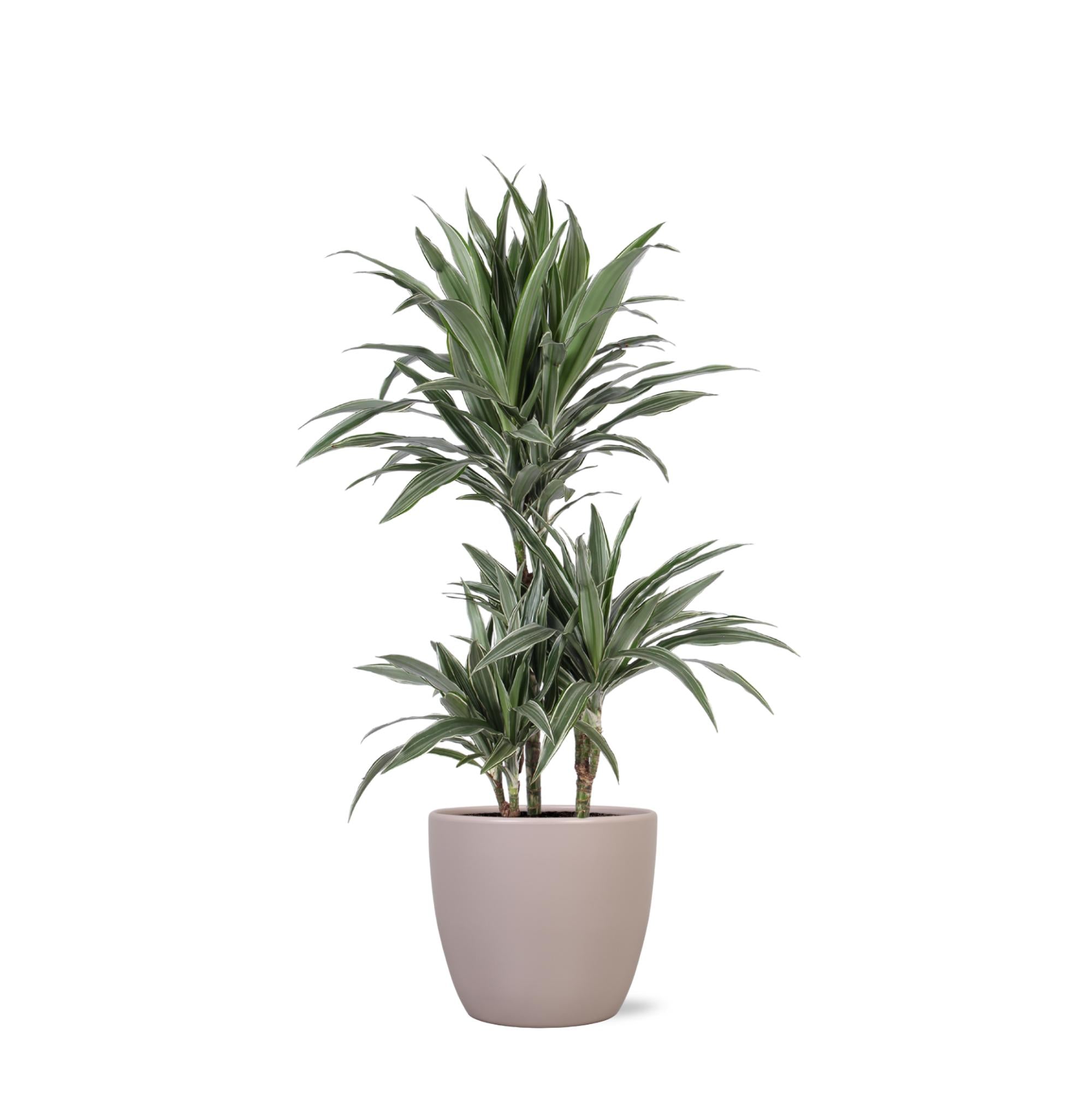 Dracaena Warneckii Ø21cm - ↕65cm im Boule TAUPE Topf