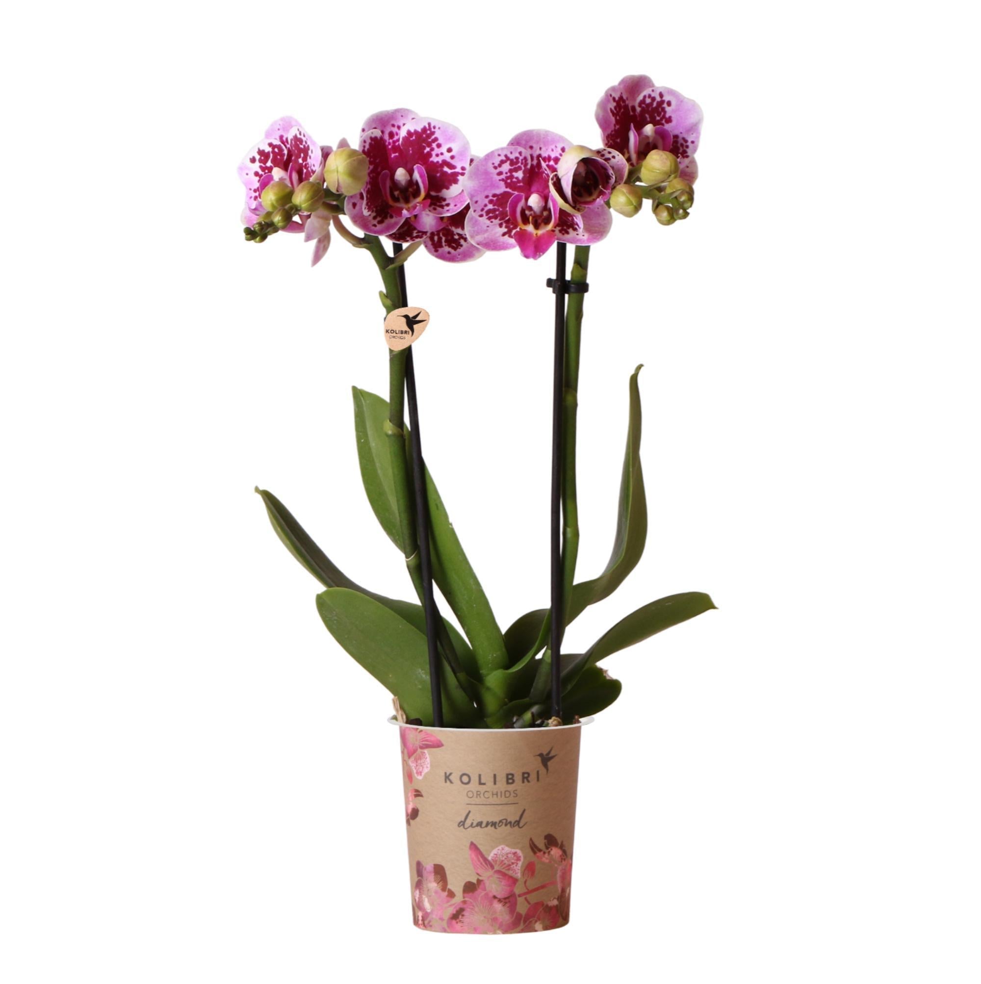 Kolibri-Orchideen | Rosa-lila Phalaenopsis-Orchidee - El Salvador - Sp