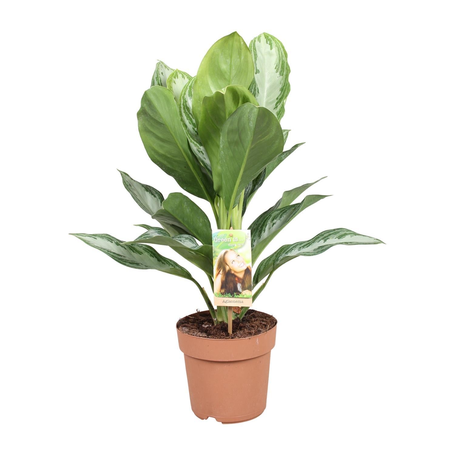 Aglaonema Silver Bay Ø17cm - ↕55cm