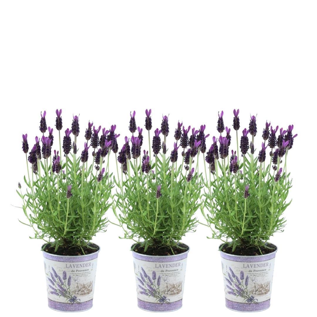 Pflanzen von Frank - Lavandula stoechas Anouk® im Dekotopf 'Lavenderprint' - 13 cm Topf - 3er-Set Französischer Lavendel im Dekotopf