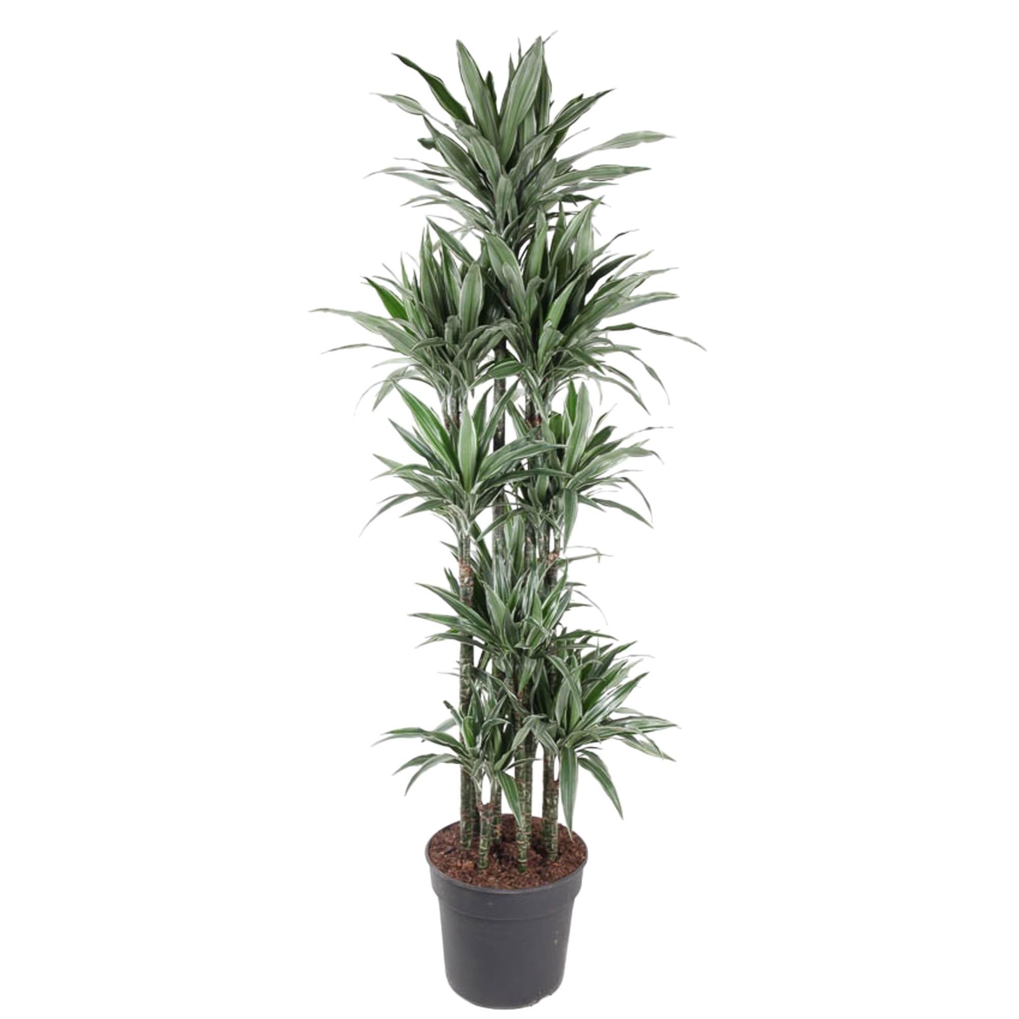 Dracaena Warneckei Karussell – 210 cm – ø41