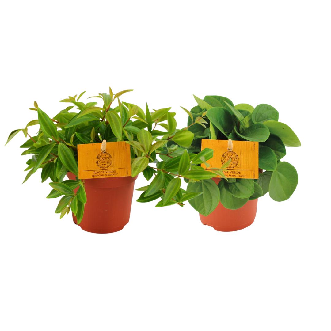 Peperomia Duo 2.0 – 2 Stück – Ø10,5 cm – ↕15 cm