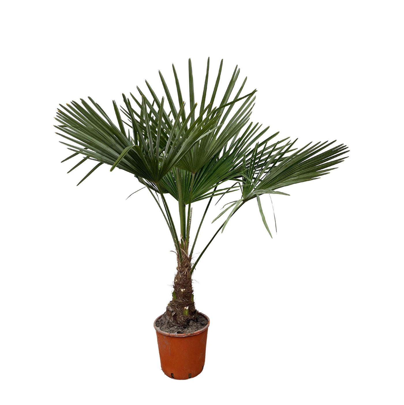 Trachycarpus – 130 cm – Ø21 - Palme