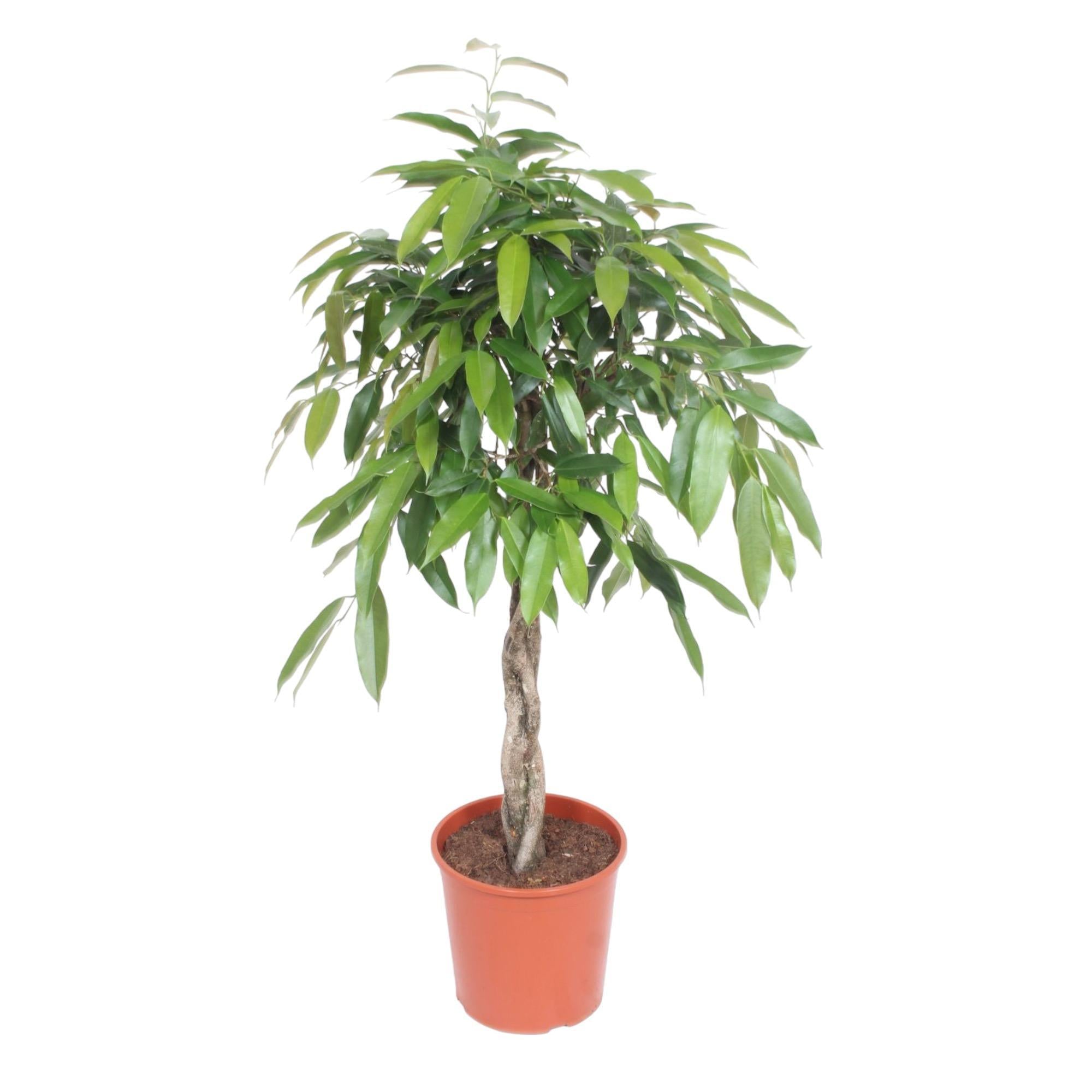 Ficus Amstel King geflochtener Stamm – 140 cm – ø30