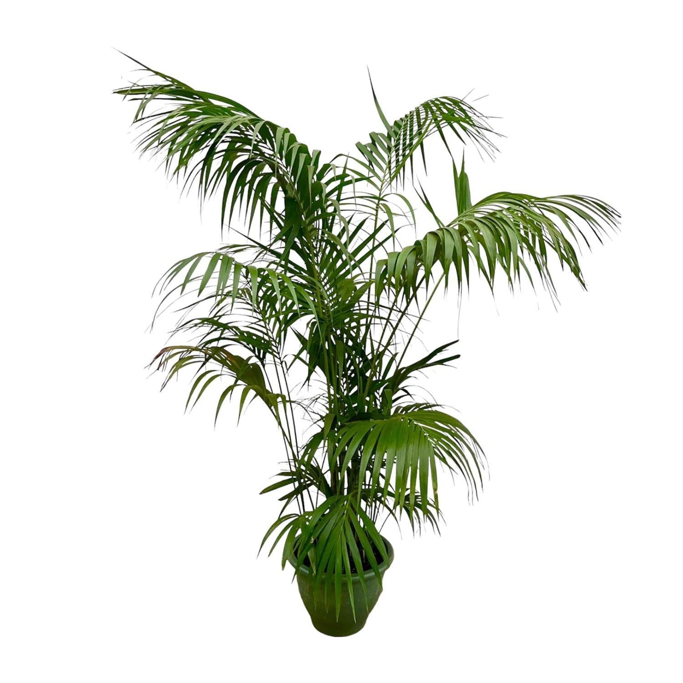 Kentia-Palme XXL – 260 cm – ø35 - Kentiapalme