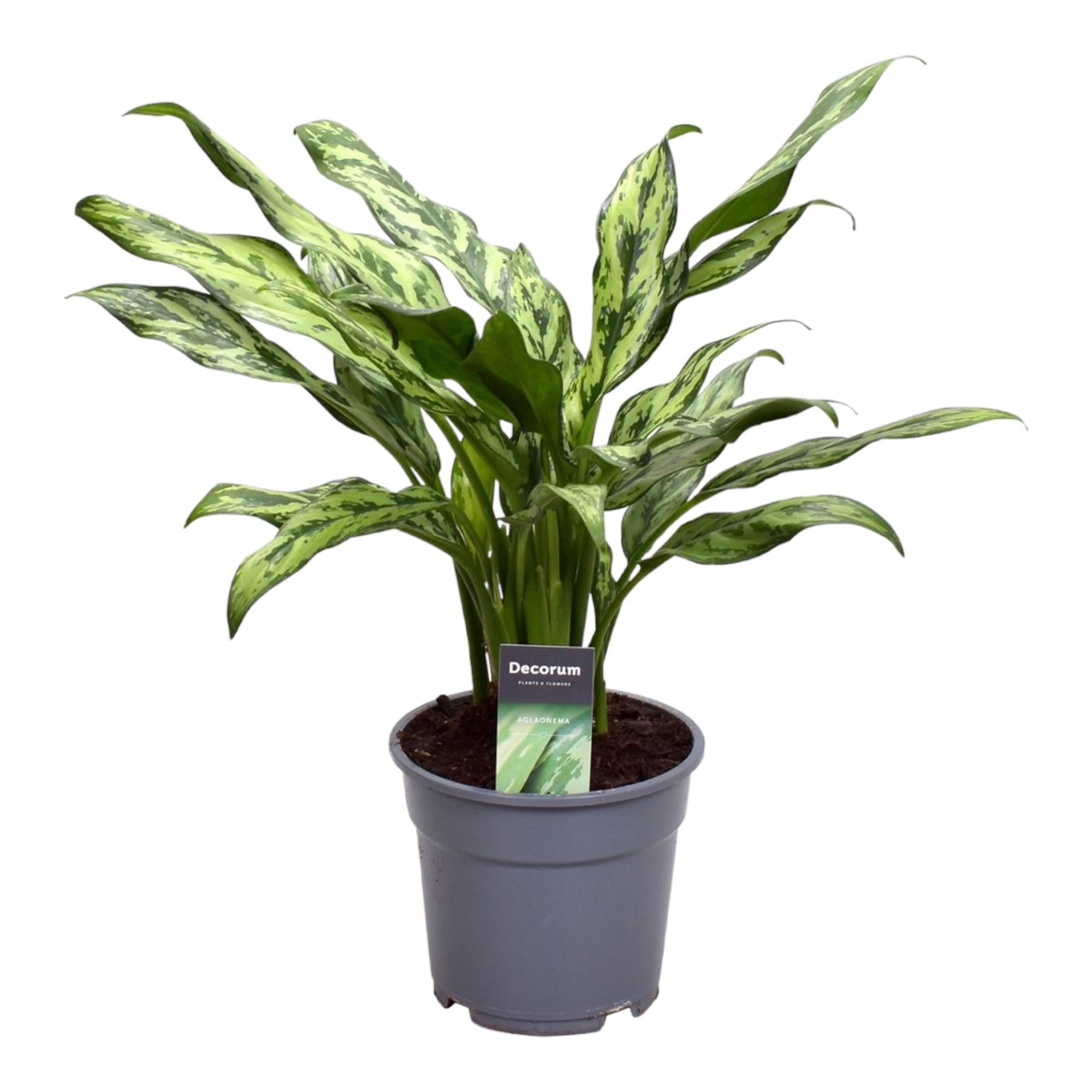 Aglaonema Juliette - 40 cm - ø12 - Kolbenfaden