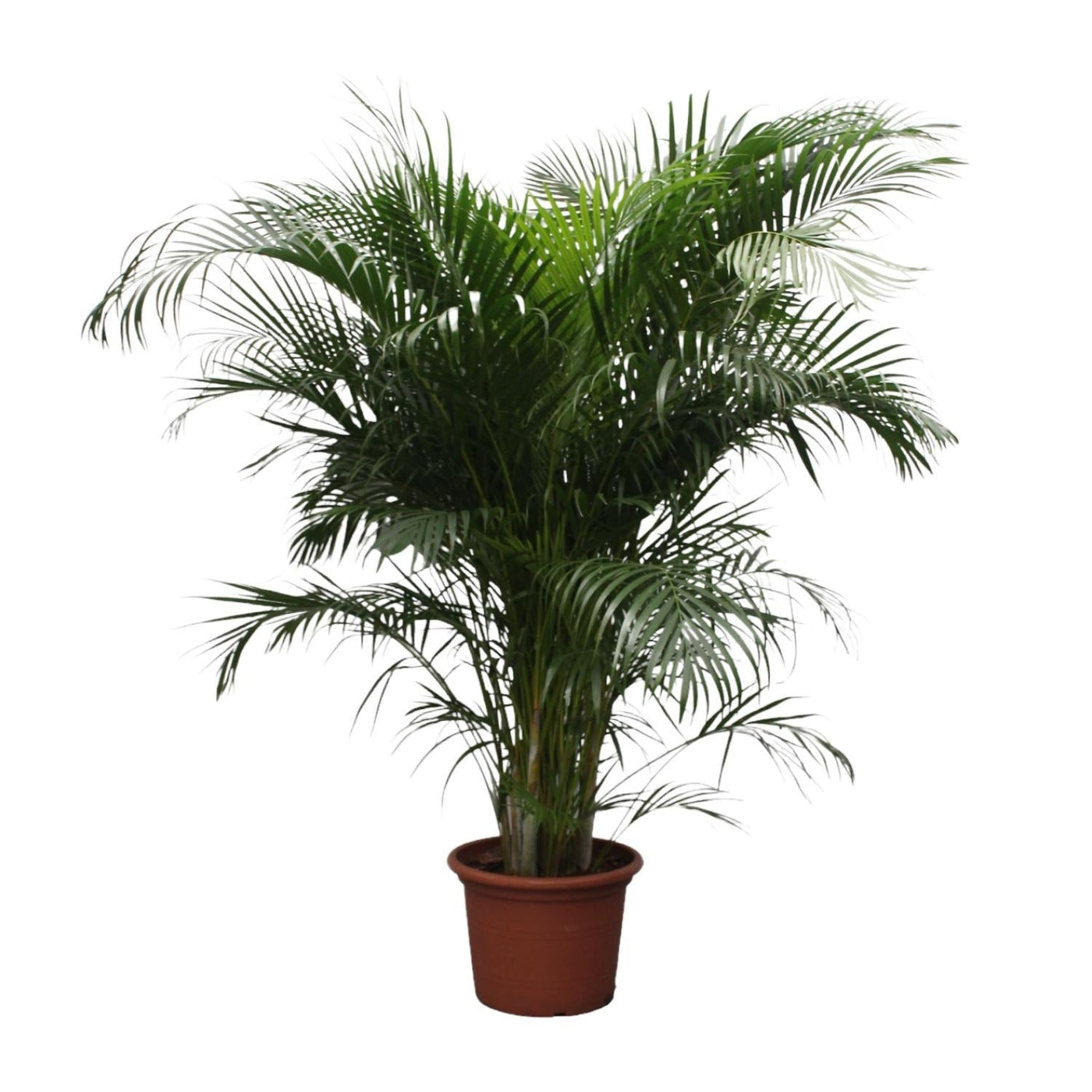 Dypsis Lutescens (Areca-Palme) – 230 cm – ø40 - Goldfruchtpalme