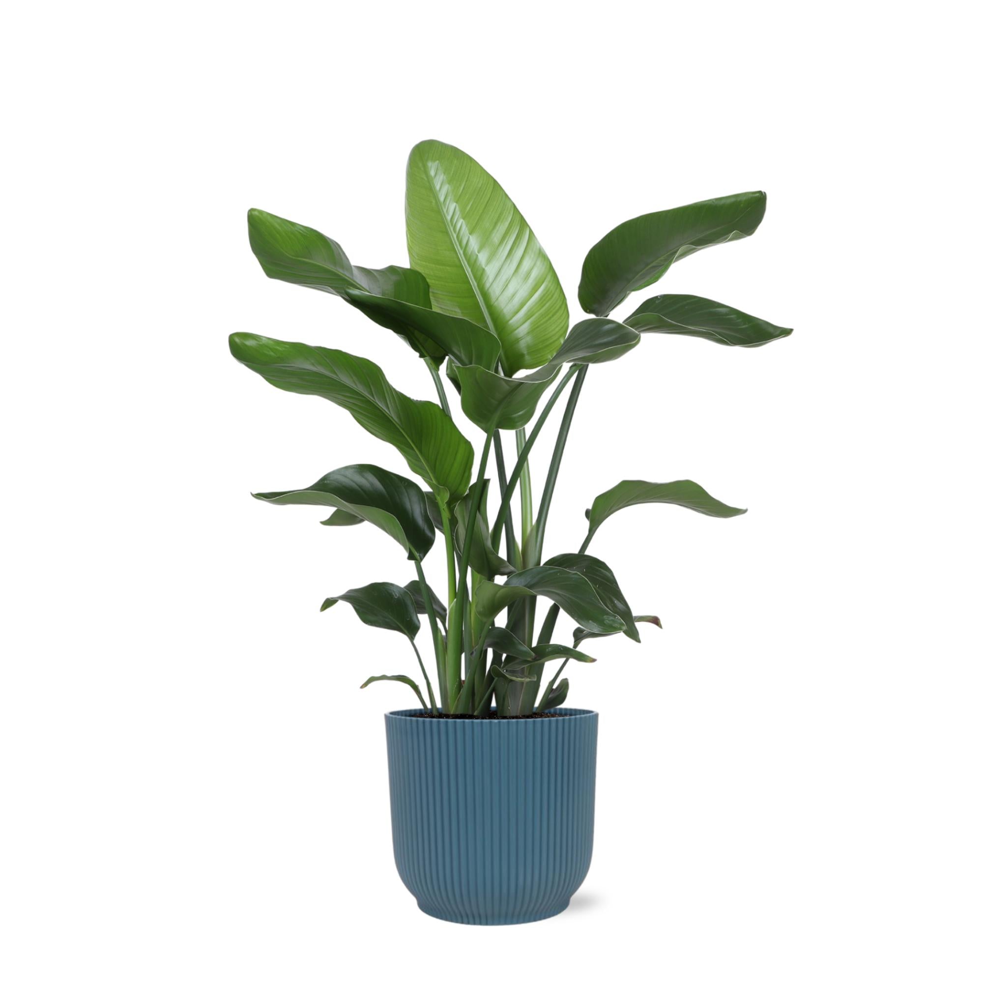 Strelitzia Nicolai – Ø21cm – ↕80cm im blauen Vibes-Topf