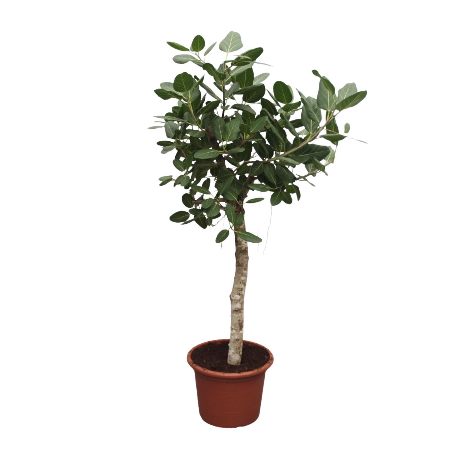 Ficus Benghalensis-Baum – 200 cm – ø50