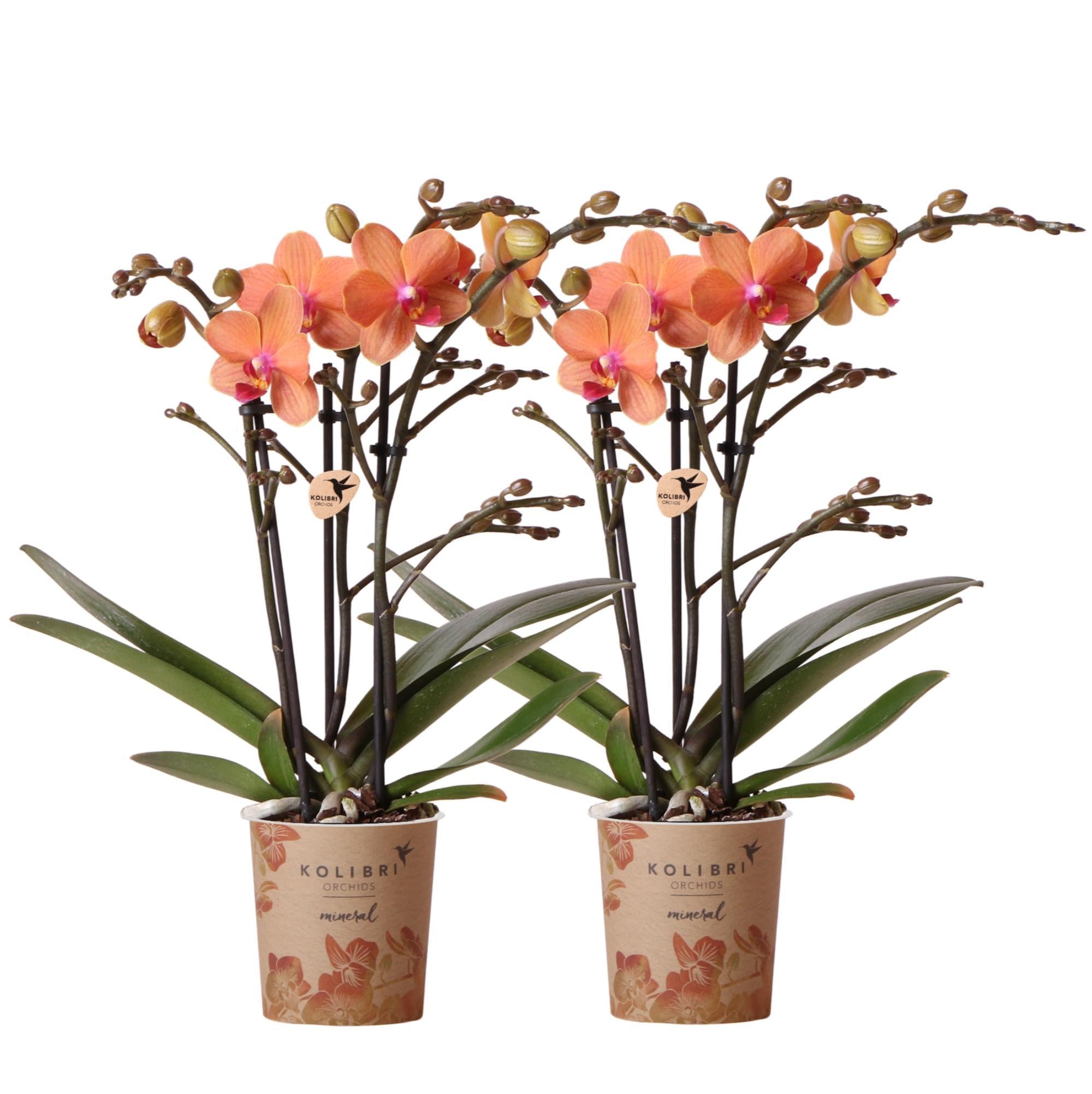 Kolibri-Orchideen | KOMBI-ANGEBOT von 2 orangefarbenen Phalaenopsis-Or