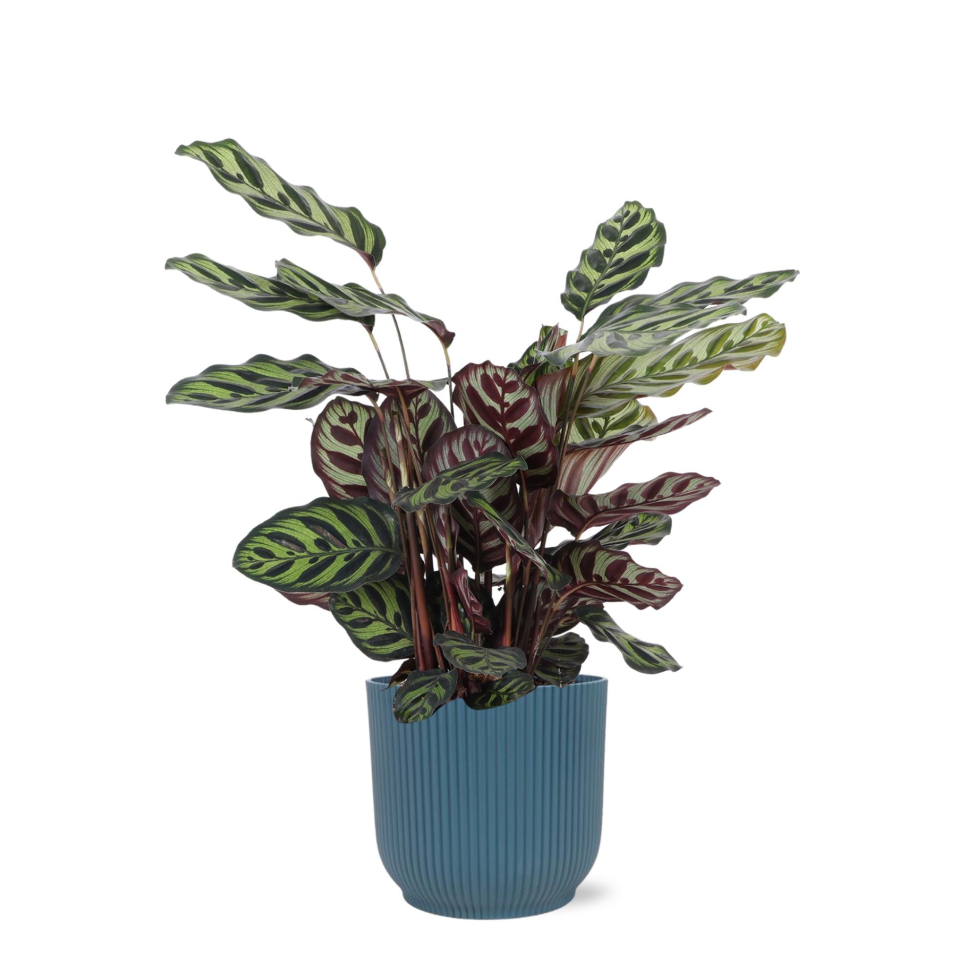 Calathea Makoyana Ø21cm - ↕70cm im Vibes BLUE Topf