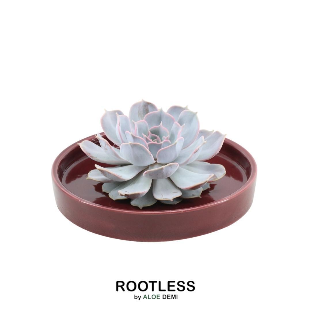 Wurzellose Sukkulente Echeveria Lilacina im Schuppen 'rot' Ø20 cm - ↕5 cm