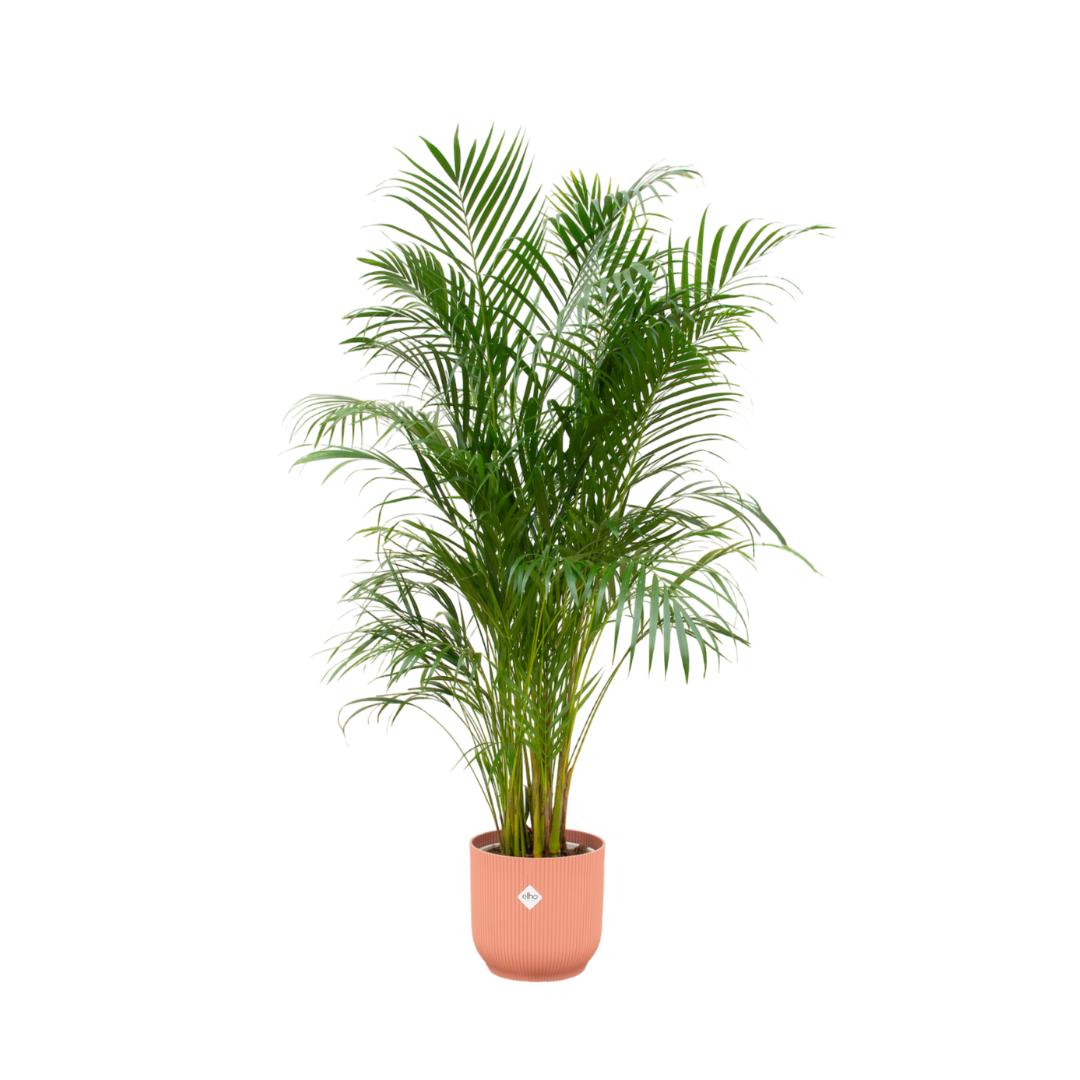 Kombi-Angebot – Areca-Palme inklusive Elho Vibes Fold Round Rosa Ø30 – - Goldfruchtpalme