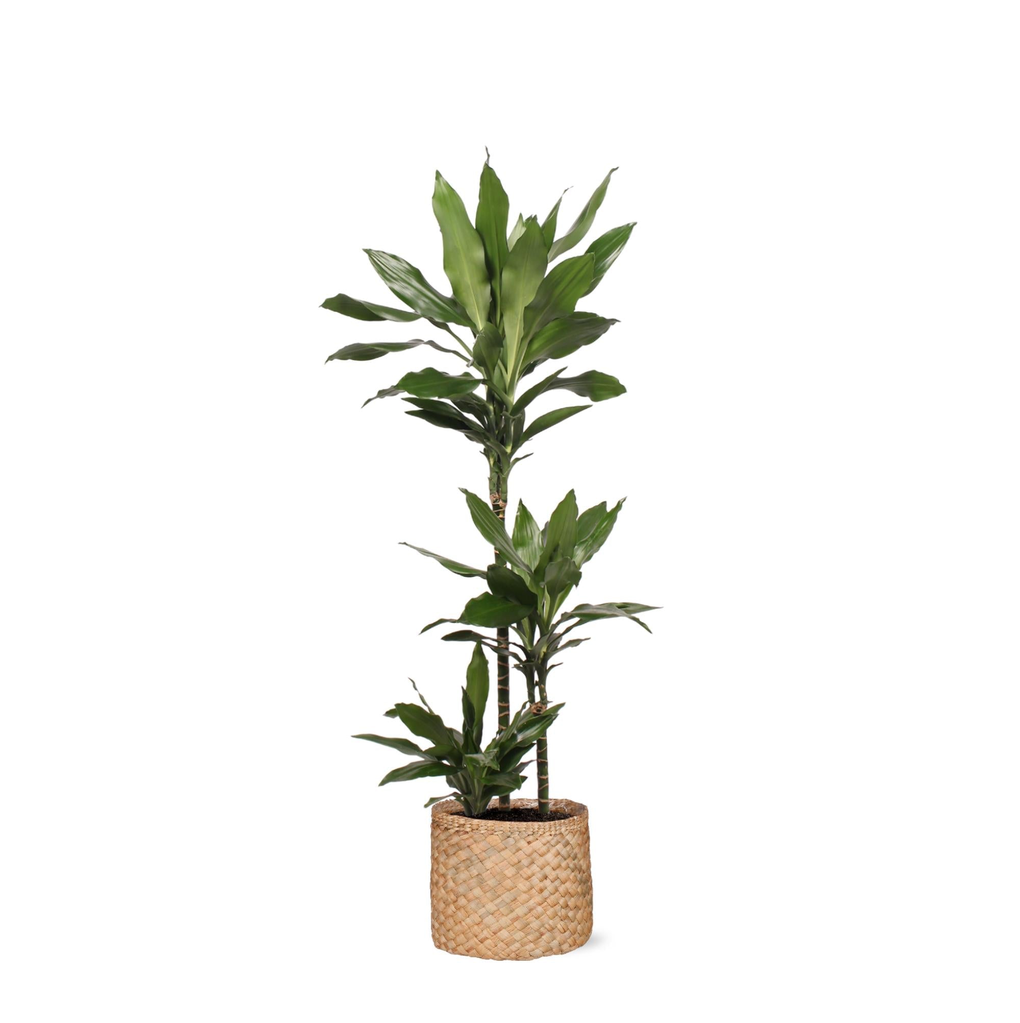 Dracaena Janet Lind Ø24cm ↕120cm im Albury NATURAL Korb