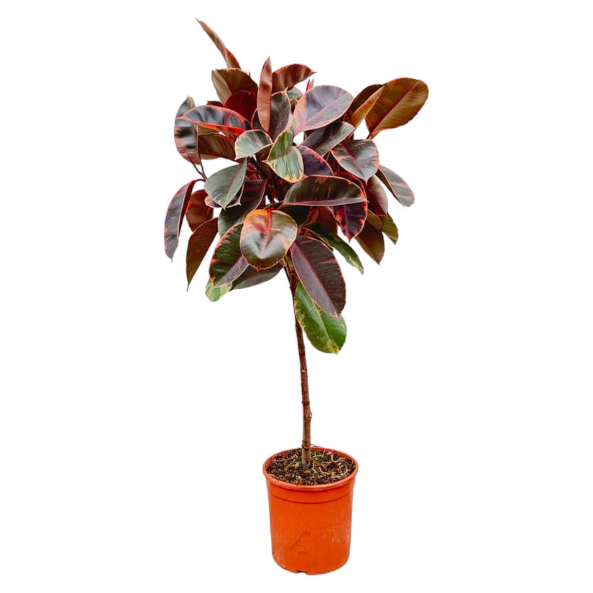 Ficus Elastica Belize am Stiel – 130 cm – ø24