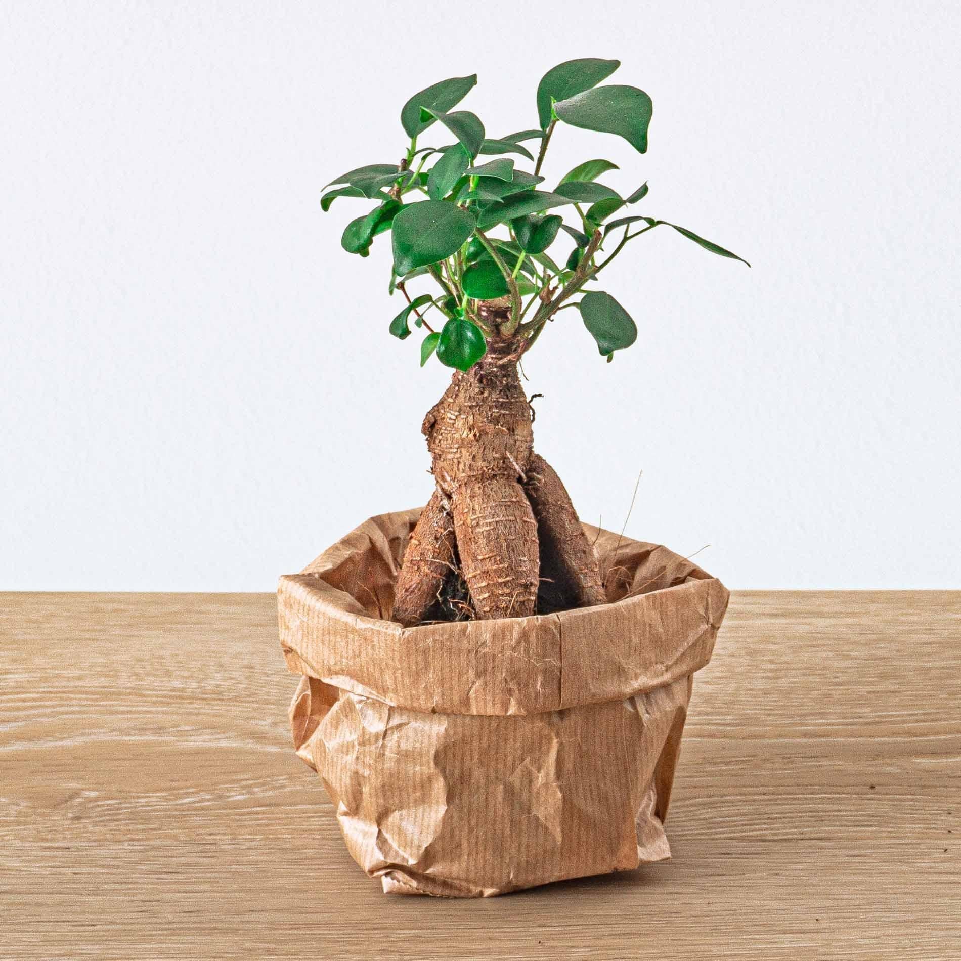 Ficus Ginseng Bonsai - Microcarpa - Topfgröße Ø 6 cm