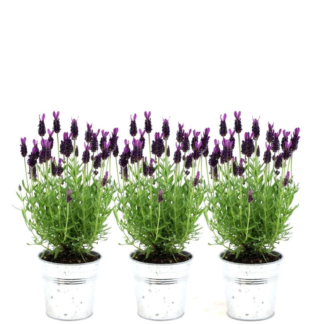 Pflanzen von Frank - Lavandula stoechas Anouk® im Dekotopf 'Old Look' - 13 cm Topf - 3er-Set Französischer Lavendel im Dekotopf