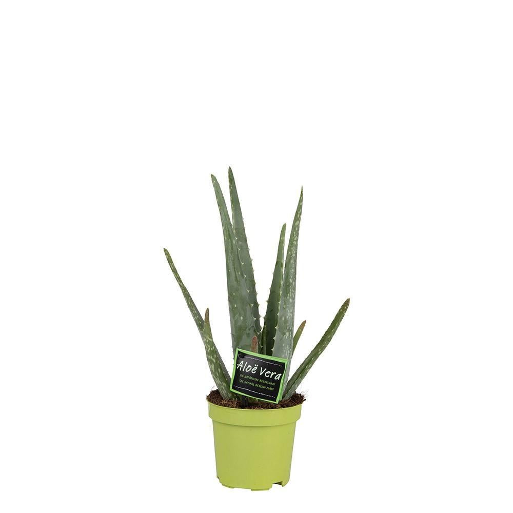 Aloe Vera 10,5 cm – Ø10,5 ↕35