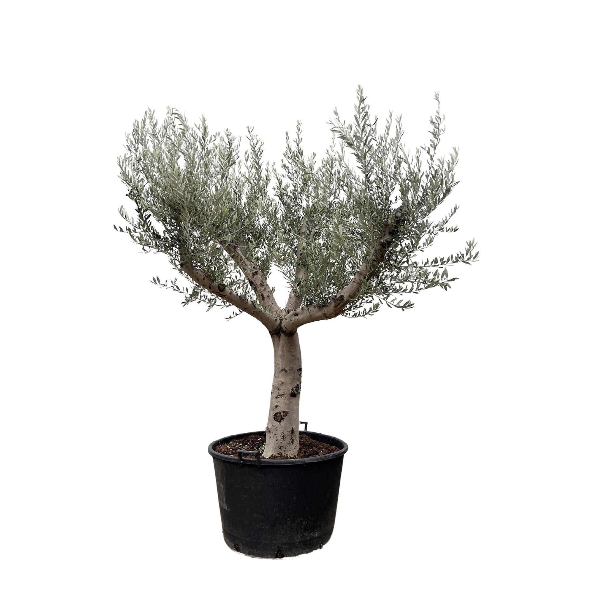 Olea Europaea Cultivo – 250 cm – Ø80 - Olivenbaum