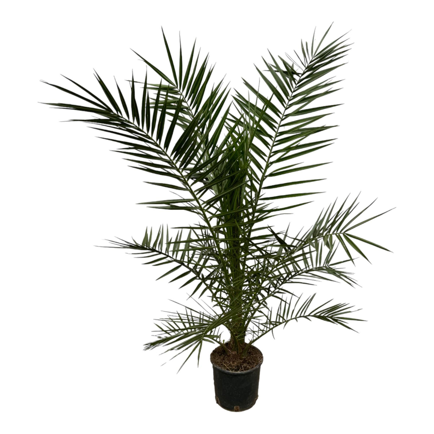 Phoenix Canariensis – 160 cm – Ø22 cm - Kanarische Dattelpalme