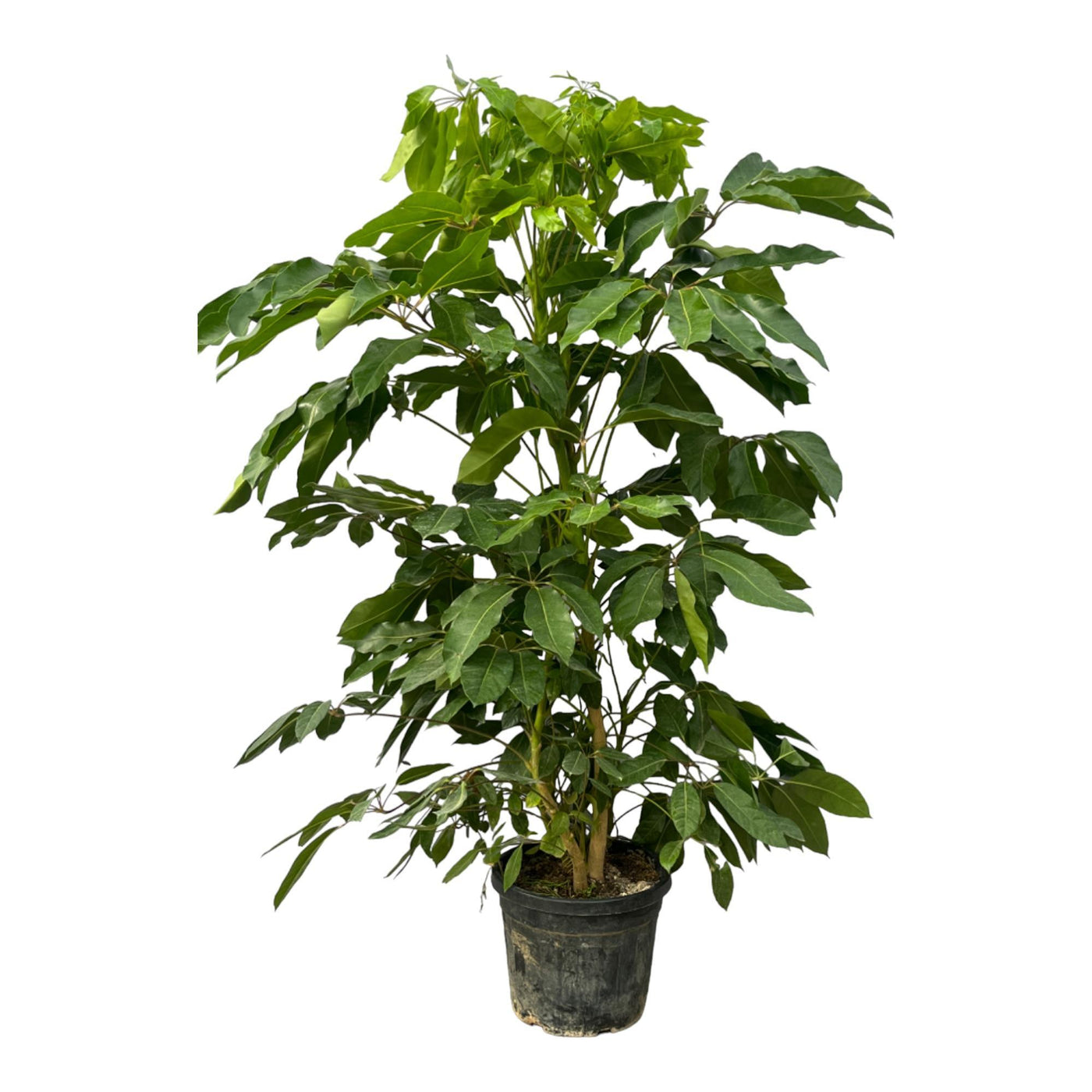 Schefflera Amate - 220 cm - Ø48cm - Strahlenaralie