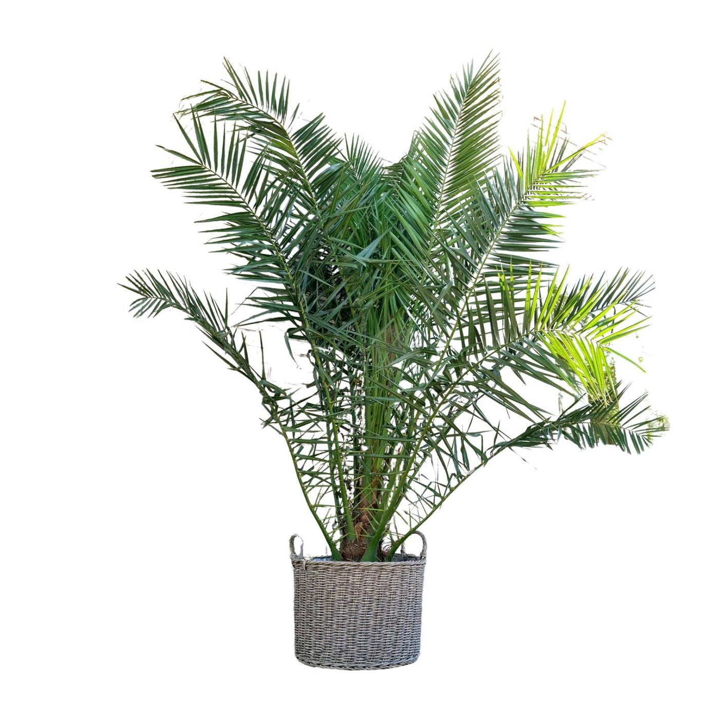 Phoenix Canariensis – 300 cm – ø40 - Kanarische Dattelpalme