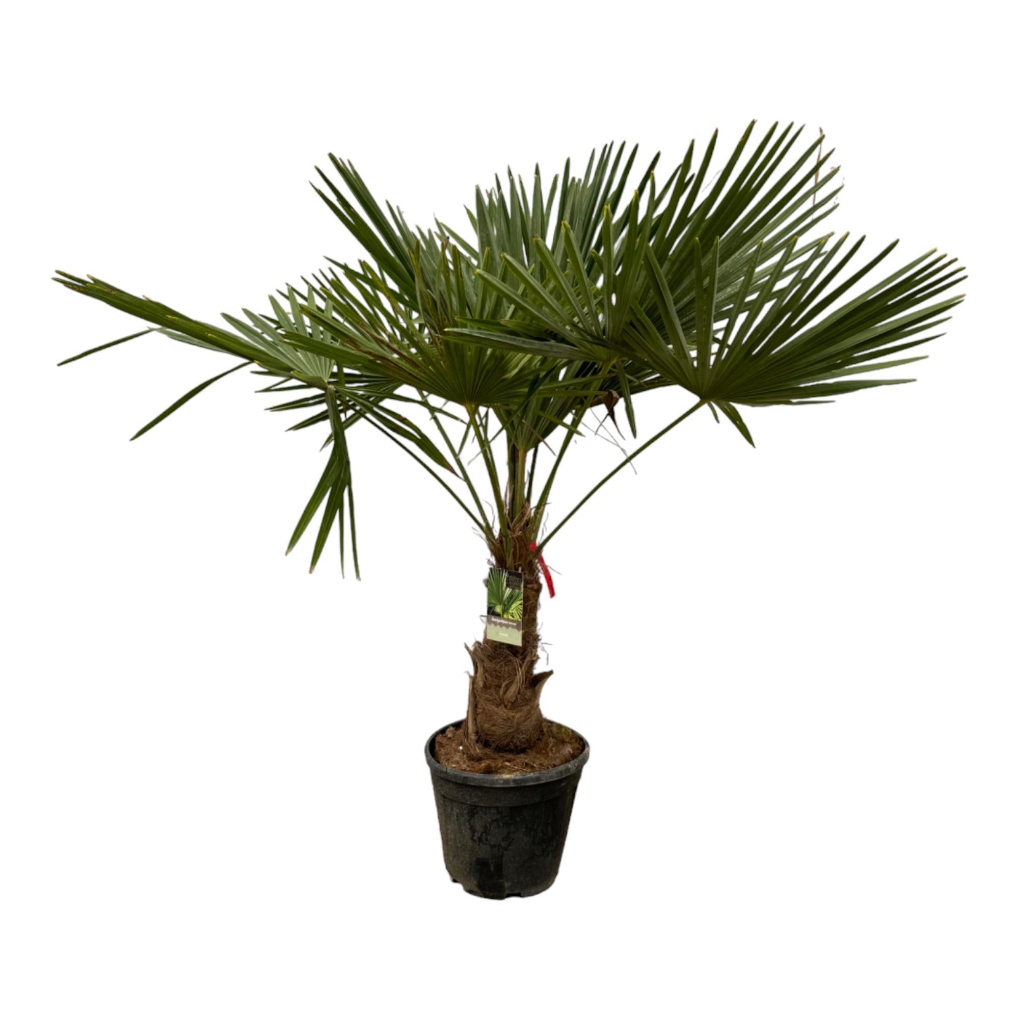 Trachycarpus Fortuneii – 200 cm – Ø30 cm - Chinesische Hanfpalme