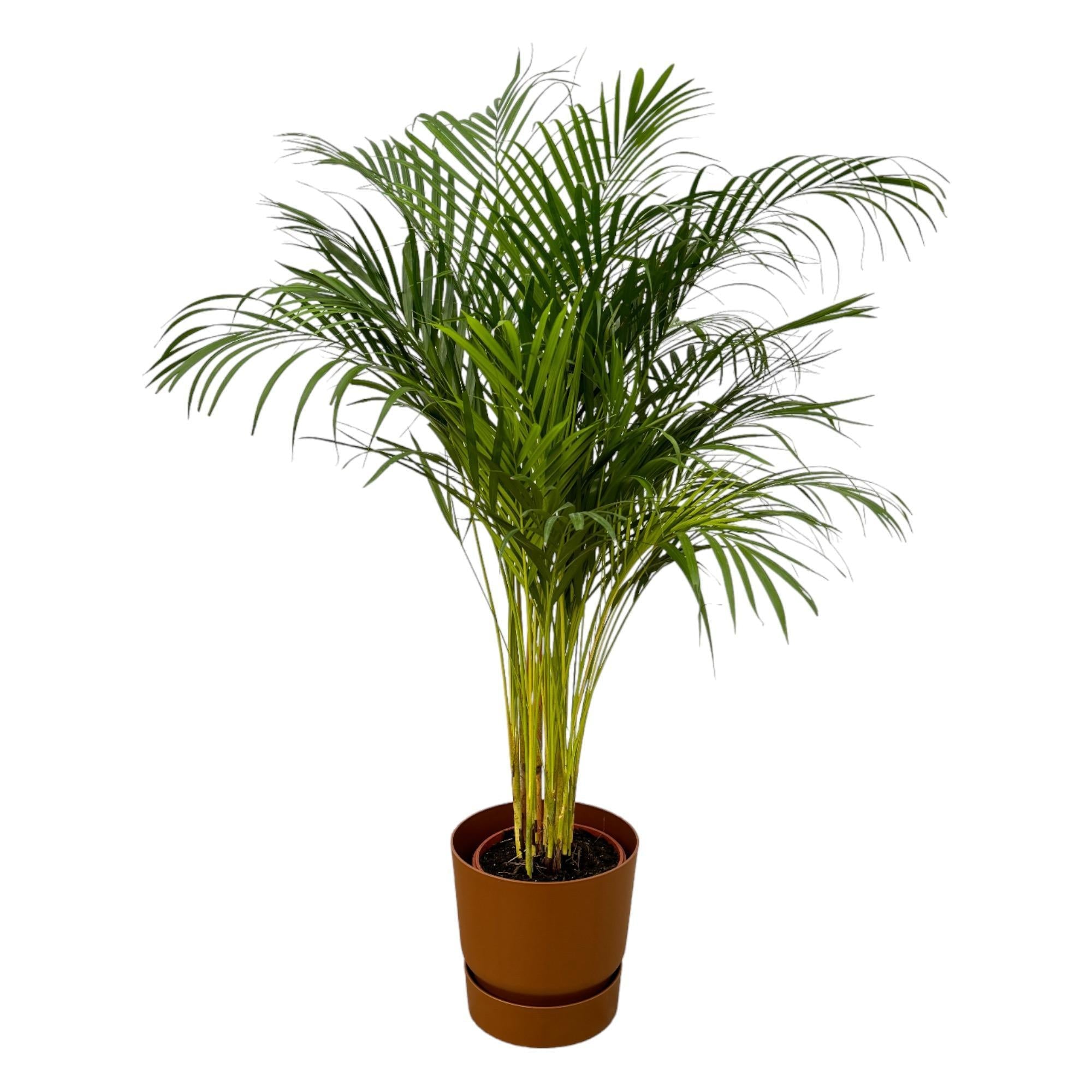 Areca-Palme - ↨130cm - Ø24cm inkl. elho Greenville Braun D  - Goldfruchtpalme