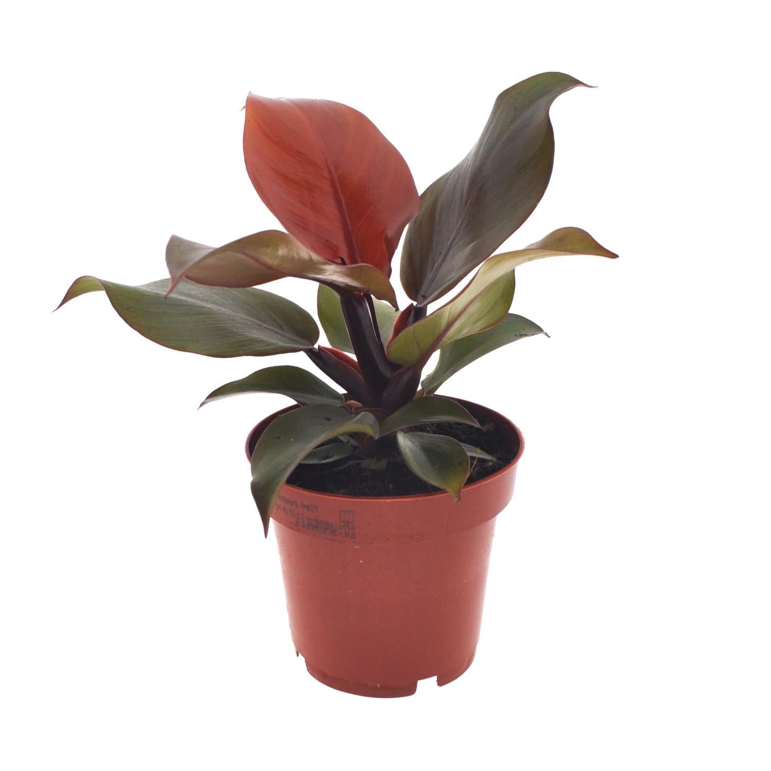 Philodendron Imperial Red - Ø12cm - ↕25cm