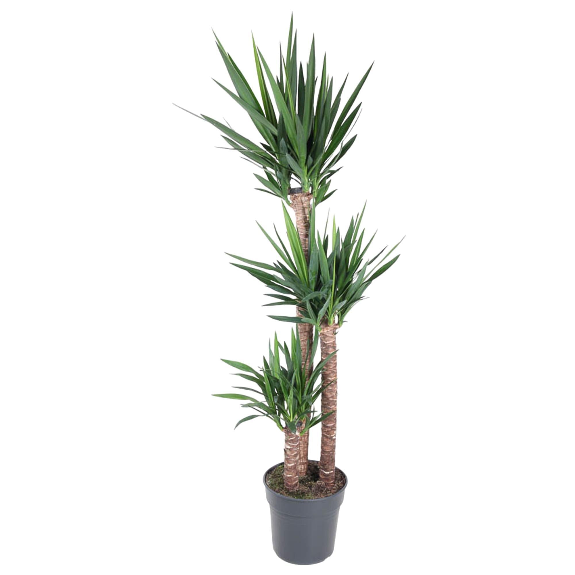 Yucca Elephantipe - 170 cm - ø31 - Palme