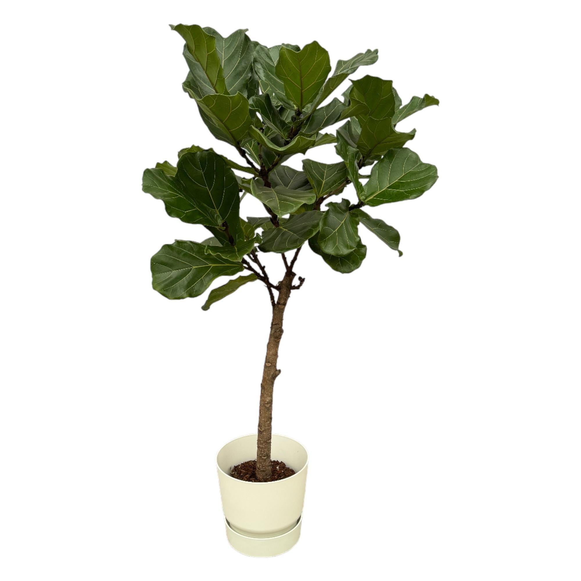 Ficus Lyrata-Stamm inklusive elho Greenville Rund weiß – 160 cm – Ø30