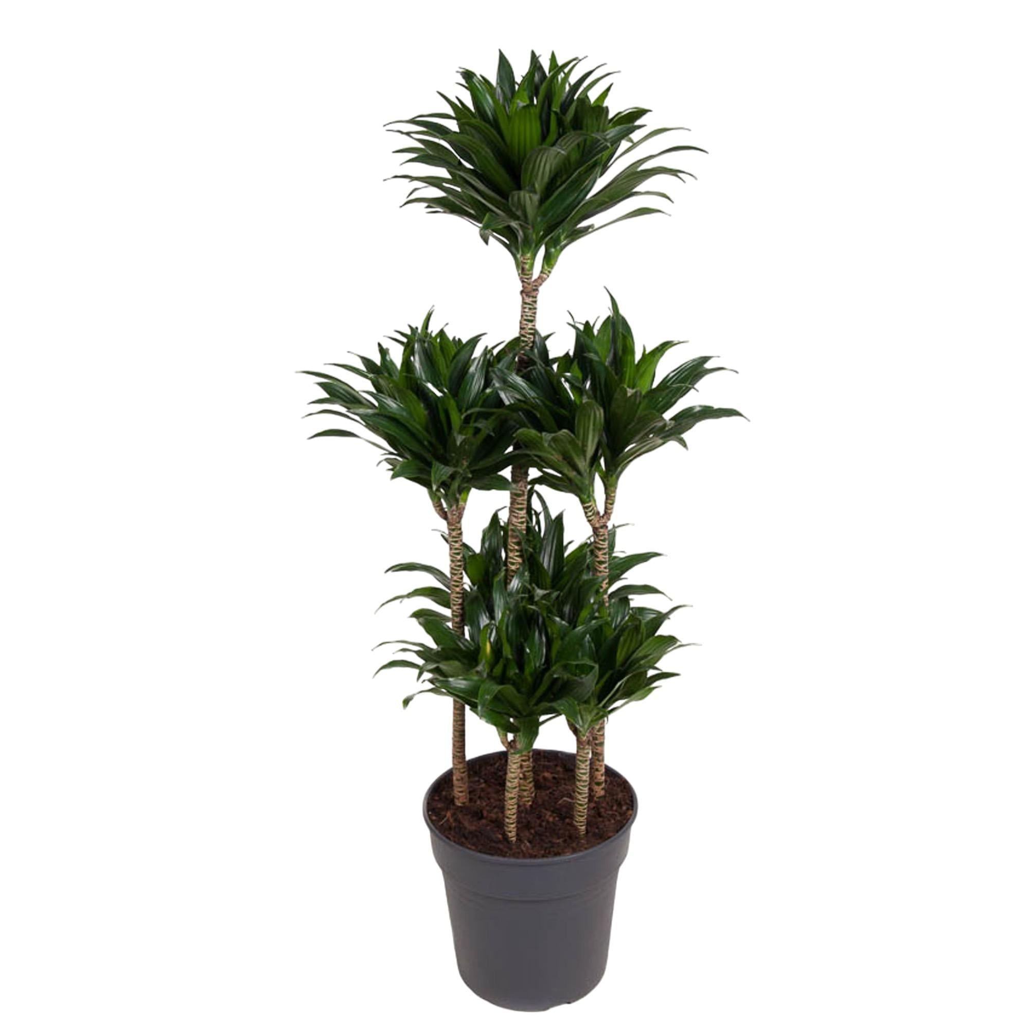 Dracaena Compacta Karussell – 130 cm – ø31