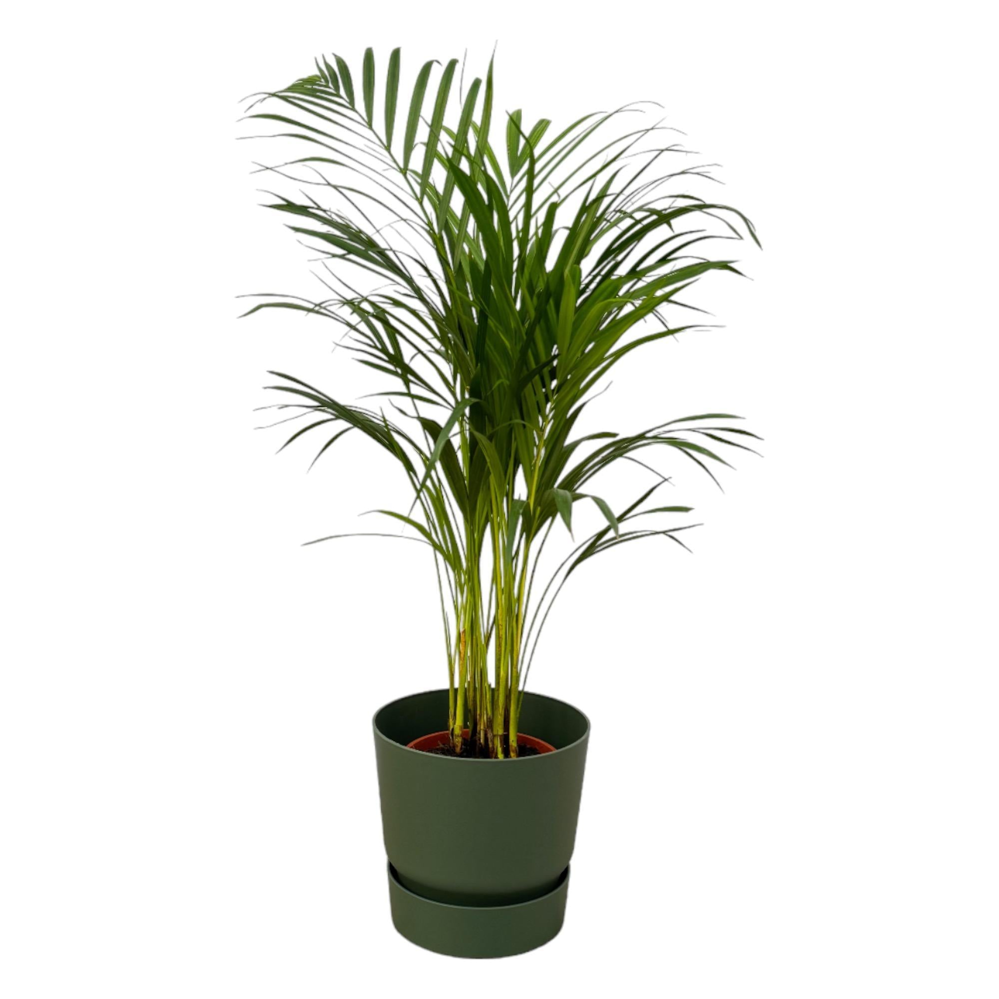 Areca-Palme - ↨85cm - Ø19cm inkl. elho Greenville Grün D24 - Goldfruchtpalme