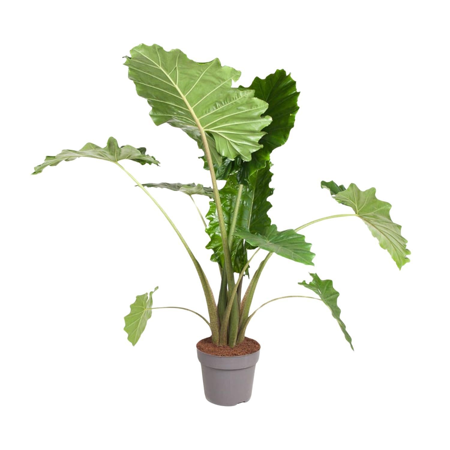 Alocasia Portodora – 150 cm – ø32