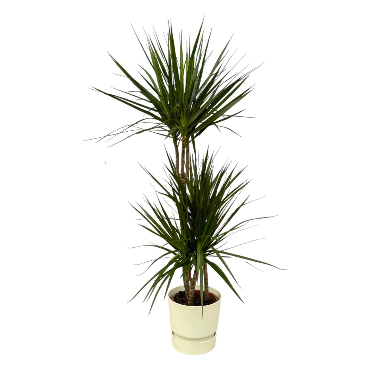 Dracaena Marginata - ↨120cm - Ø21cm inklusive elho Greenville Round weiß D24xH23