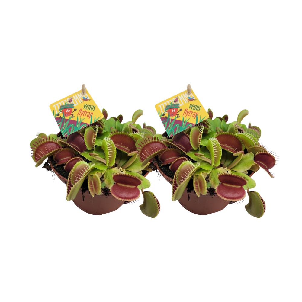 Dionaea Muscipula - 2 Stück - Ø12cm - ↕12cm