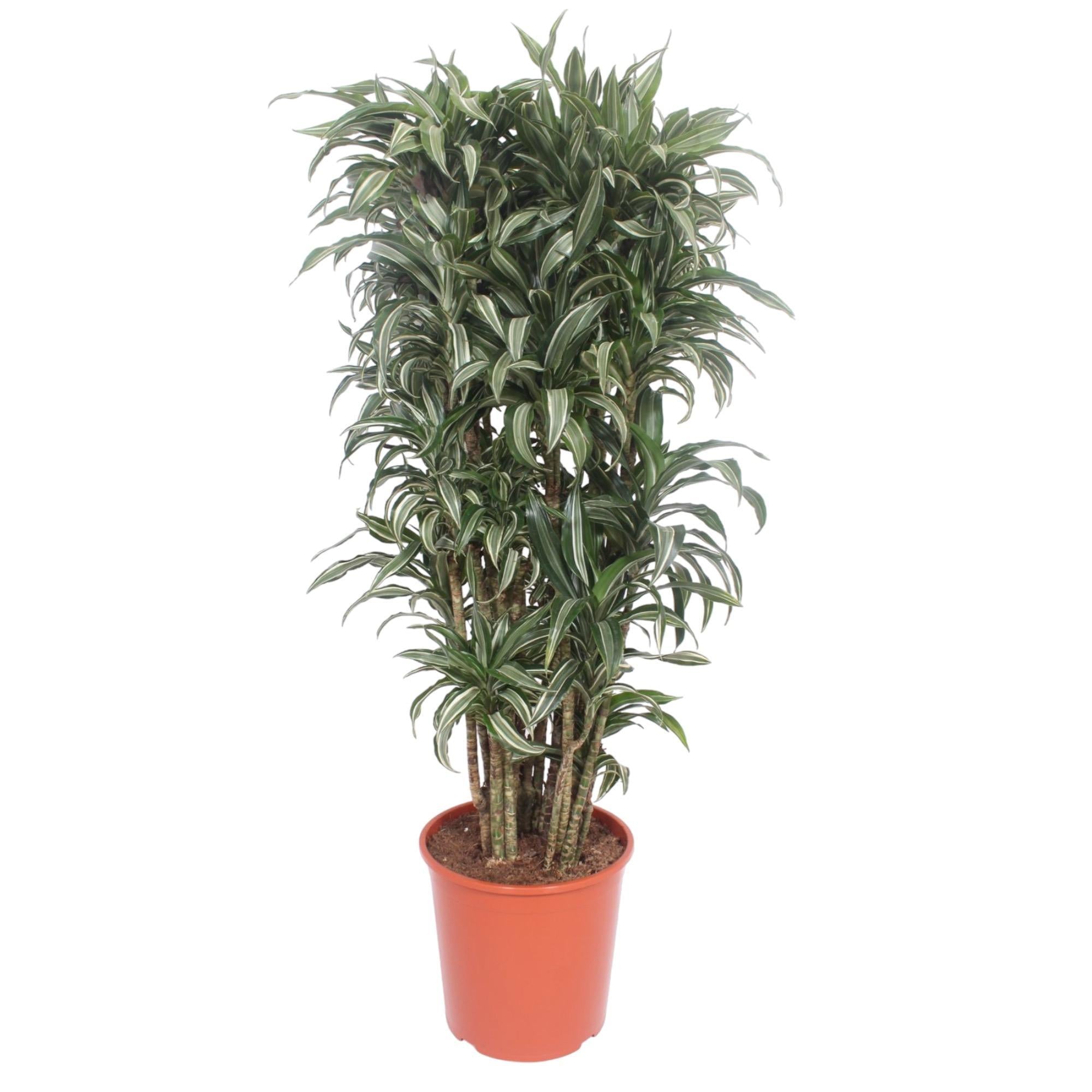 Dracaena Warneckei Compacta – 140 cm – ø30