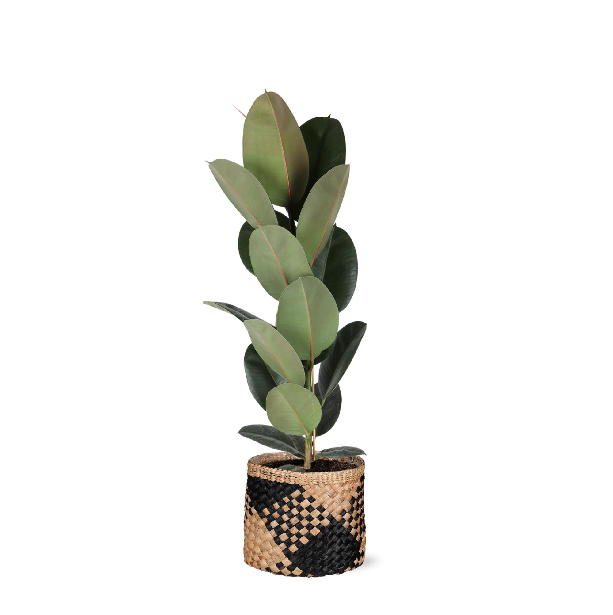 Ficus Elastica Robusta – Ø21 cm – ↕90 cm im Albury-SCHWARZ-Druckkorb