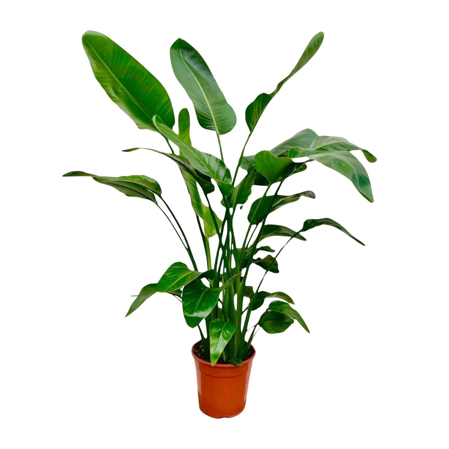 Strelitzia Nicolai – 160 cm – Ø24 - Strelitzie