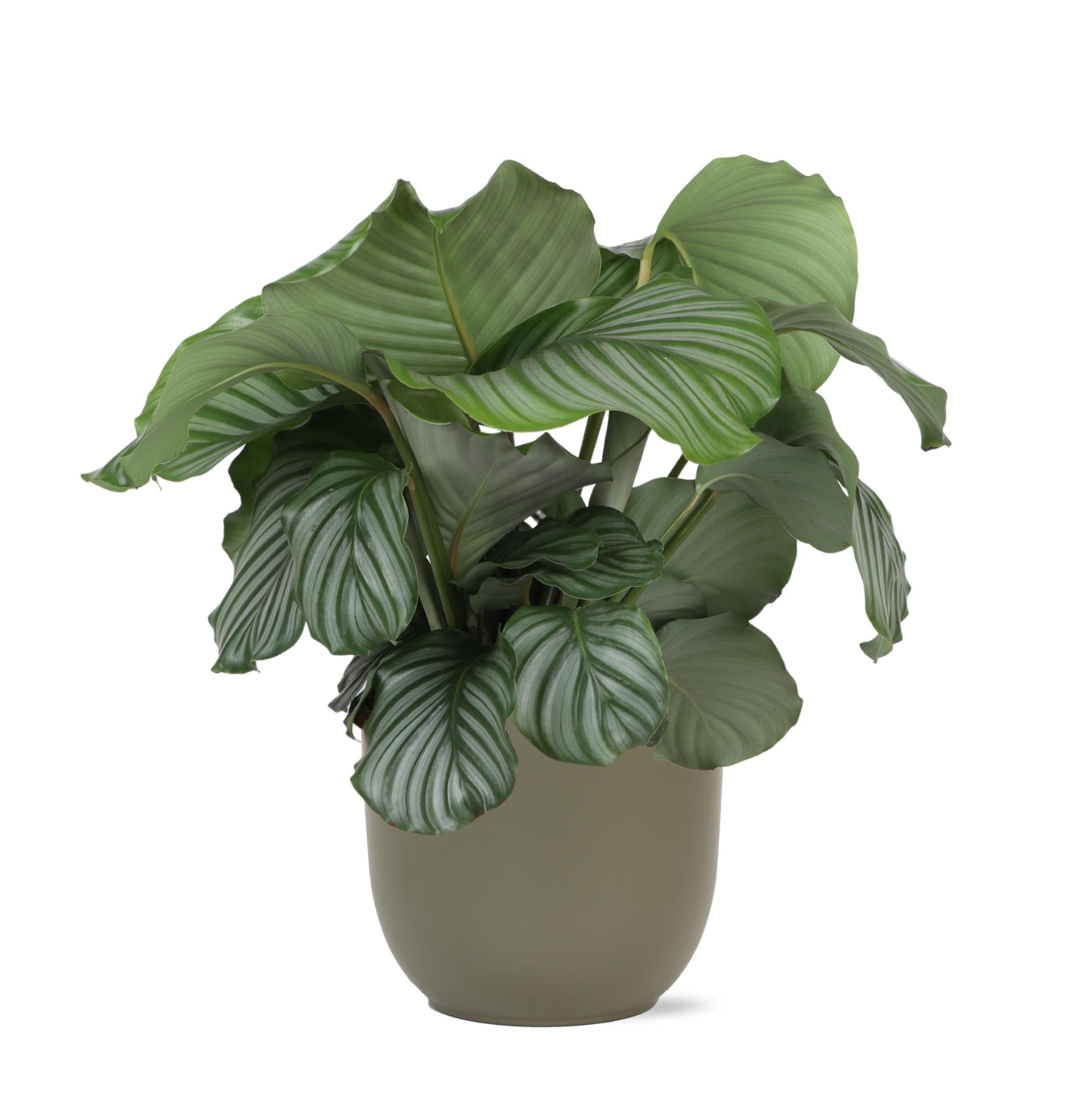 Calathea Orbifolia Ø21cm - ↕70cm im Boule OLIVE Topf