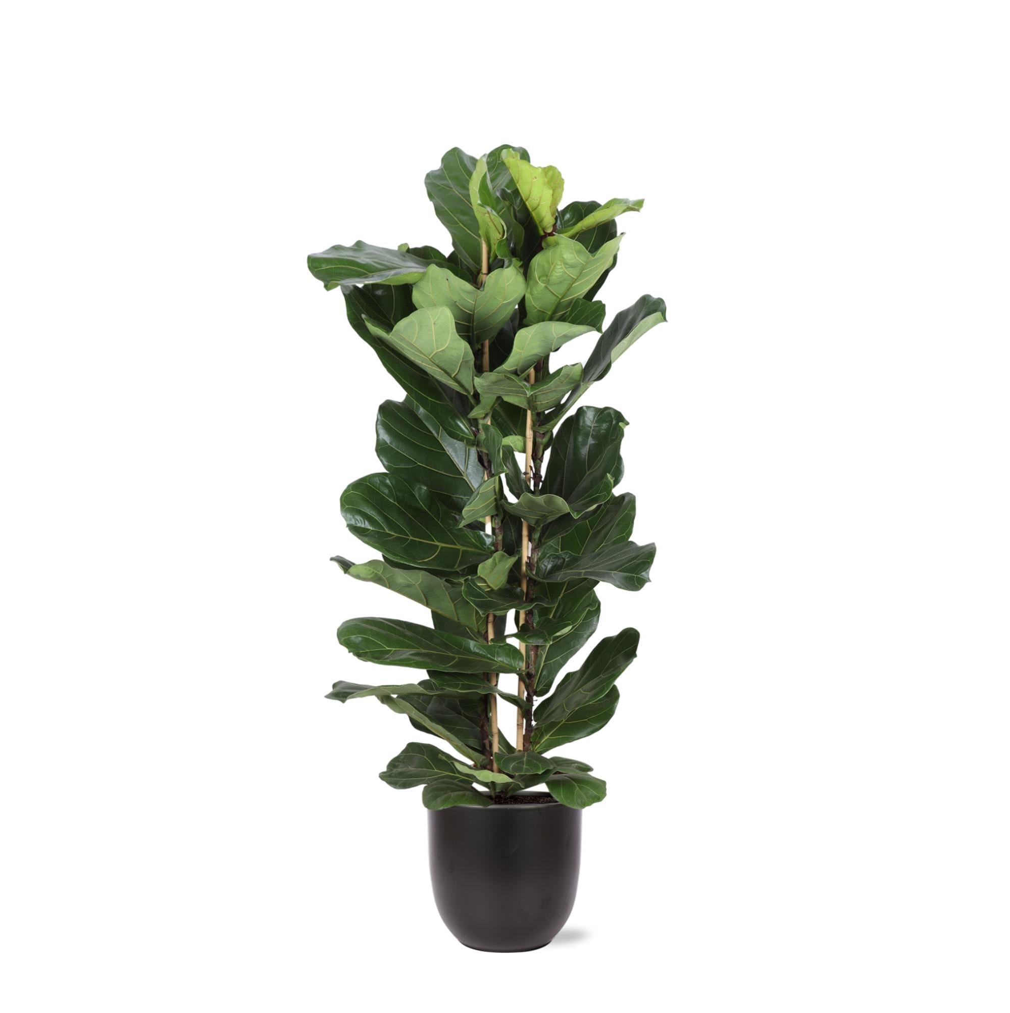 Ficus Lyrata Ø27cm ↕140cm im Boule-ANTHRAZIT-Topf