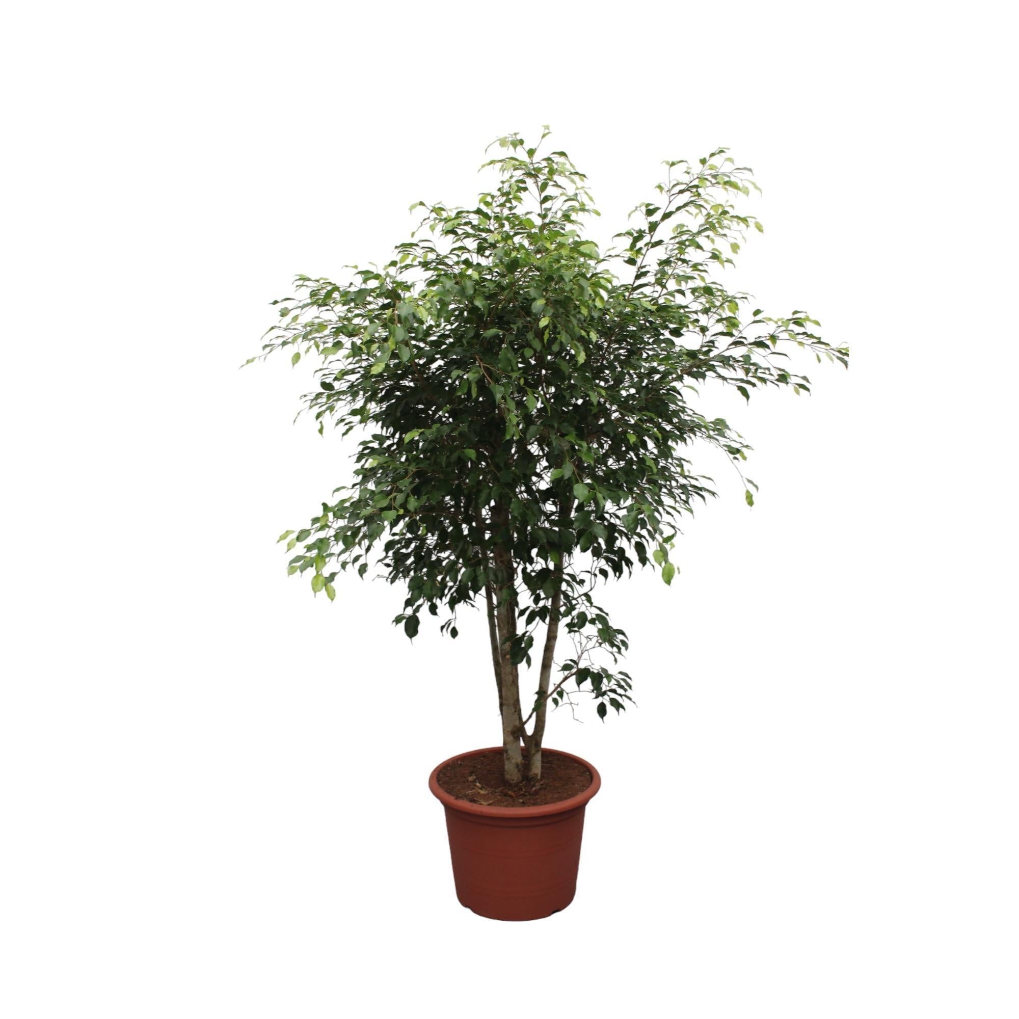 Ficus Benjamina Exotica verzweigt – 190 cm – ø50