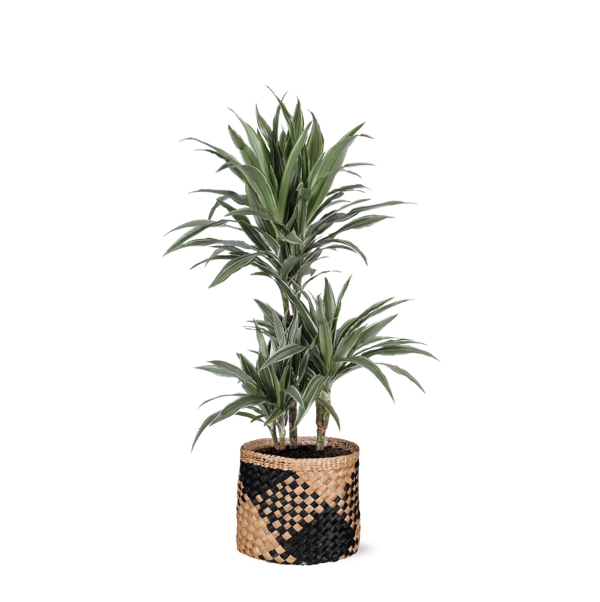 Dracaena Warneckii Ø21cm - ↕65cm im Albury BLACK-Druckkorb